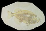 Bargain, Phareodus Fish Fossil - Uncommon Species #138585-1
